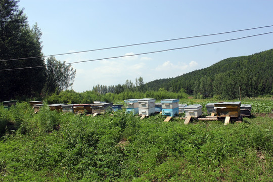 生态蜜蜂产品养殖基地摄影图片