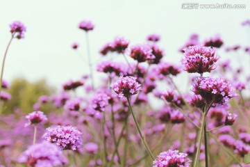 紫色花海 马鞭草