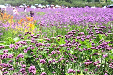 紫色花海 马鞭草