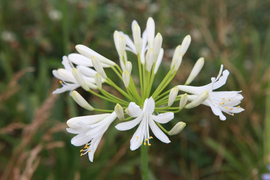 小花
