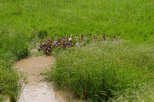 湿地放养鸭子