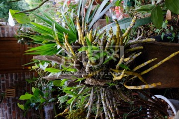 石斛 植物 药材 中药