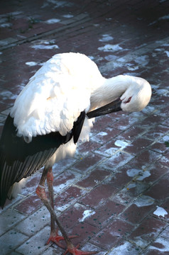 白鹤 动物