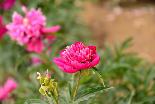 芍药花开