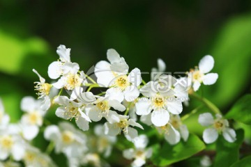 稠李子花