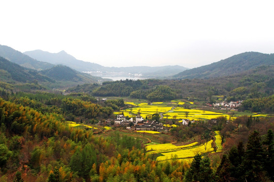 山间油菜花