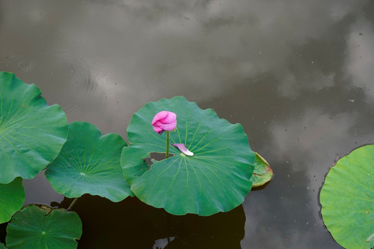 荷花