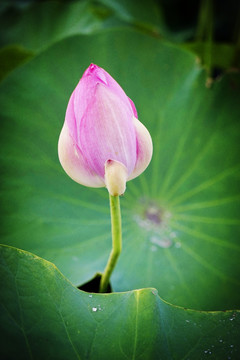 花蕊 花蕾