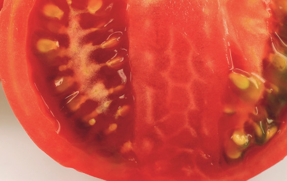 番茄熟了 特写红西红柿