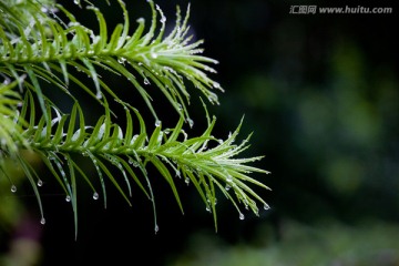 杉树  露珠 水珠