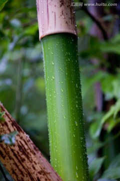 竹子 竹节 翠竹