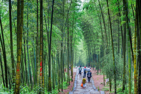 贵州赤水竹海