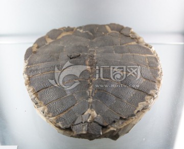 茂名龟化石 古生物化石