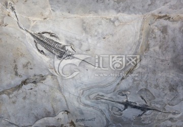 贵州龙化石 双龙戏水化石