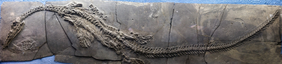 贵州龙化石 幻龙化石