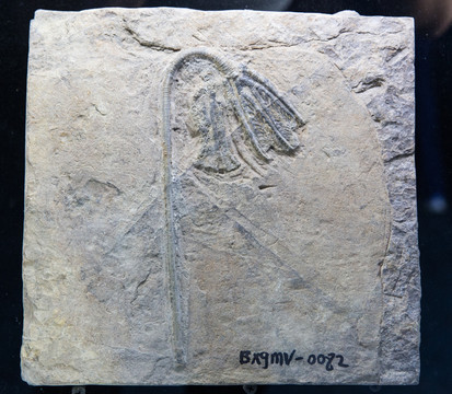 古生物化石 海百合化石