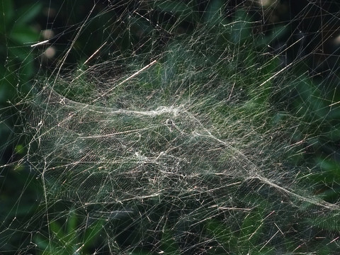 蜘蛛网