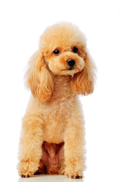 泰迪犬 发型 宠物美容