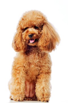 泰迪犬