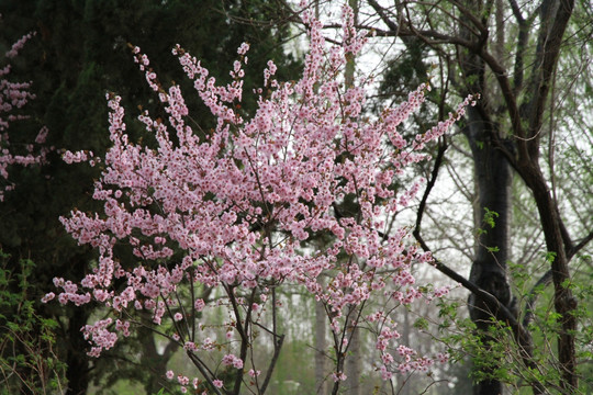春天里的植物园