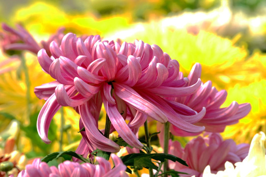 粉色菊花摄影照片