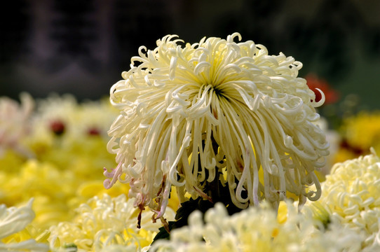 黄色菊花摄影图片
