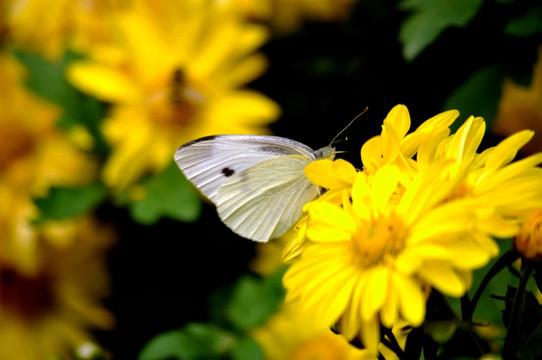 黄色菊花蝴蝶摄影图片