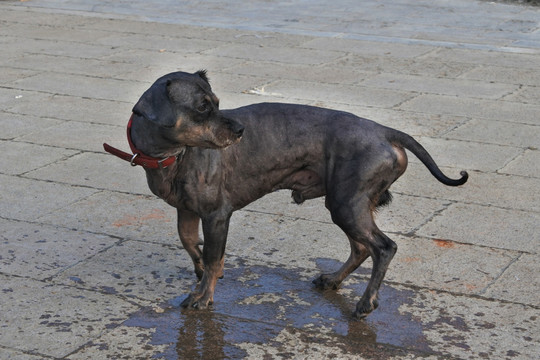 弗莱特寻回犬