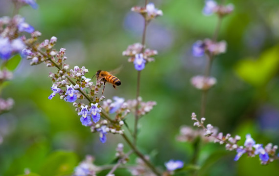 荆条花 黄荆条 蜜蜂