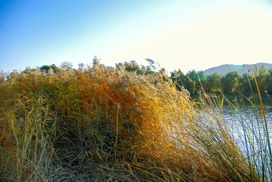 北京植物园秋景