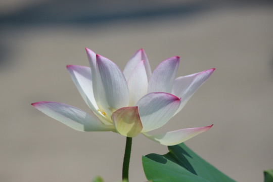 赏荷归来