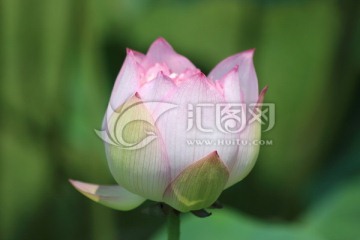 小荷才路尖尖角