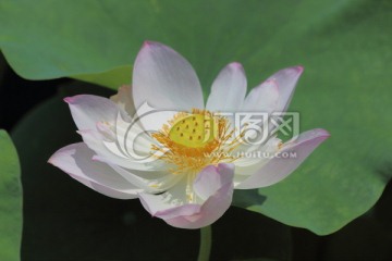 莲花高清摄影