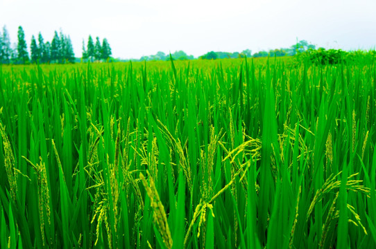 大田水稻麦穗