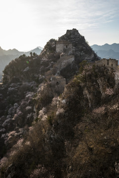 箭扣长城花季 逆光