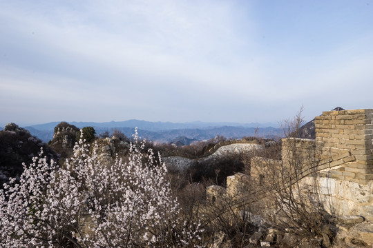 箭扣长城花季 城墙 蓝天白云