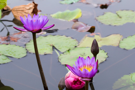 莲花特写