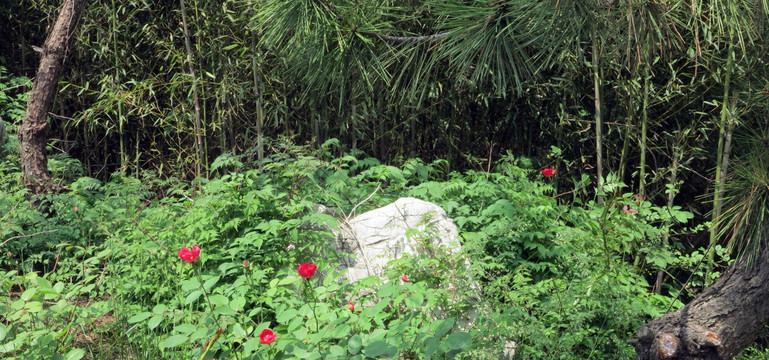 公园风景