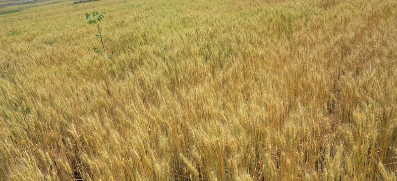 小麦 粮食 农作物