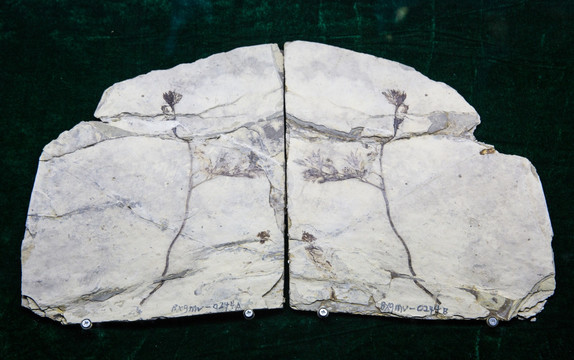 古生物化石 中华古果化石