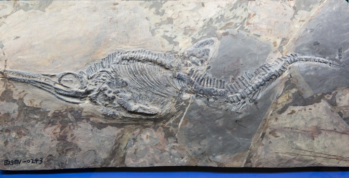 古生物化石 鱼龙化石 贵州鱼龙