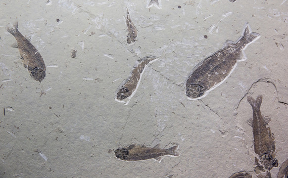 古生物化石 狼鳍鱼化石