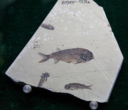 古生物化石 北票狼鳍鱼化石