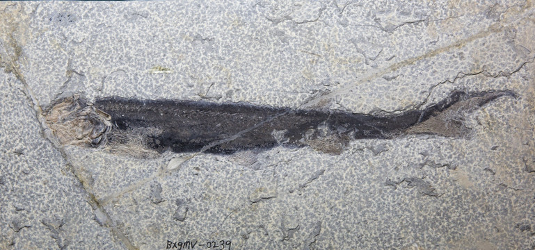 古生物化石 北票鲟化石