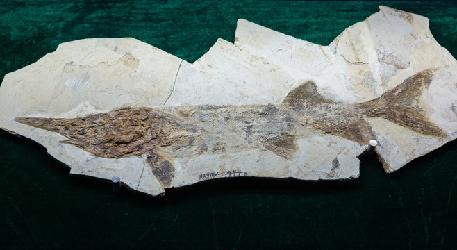 古生物化石 原白鲟化石 鲟鱼