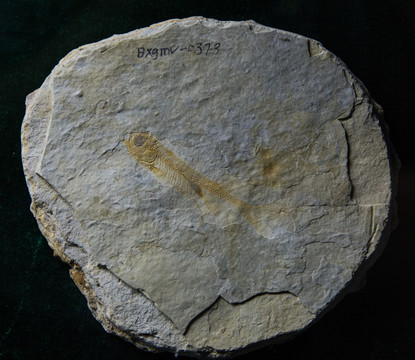 古生物化石 戴氏狼鳍鱼化石