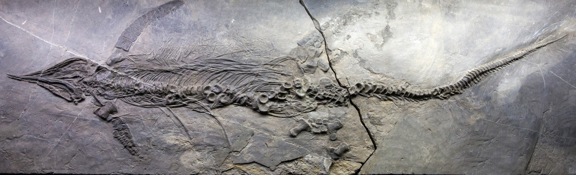 古生物化石 鱼龙化石 贵州鱼龙