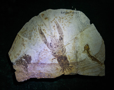 古生物化石 奇异环足虾化石