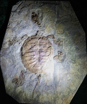 古生物化石 辽西满洲龟化石