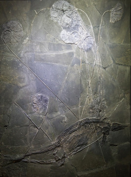 古生物化石 鱼龙海百合化石